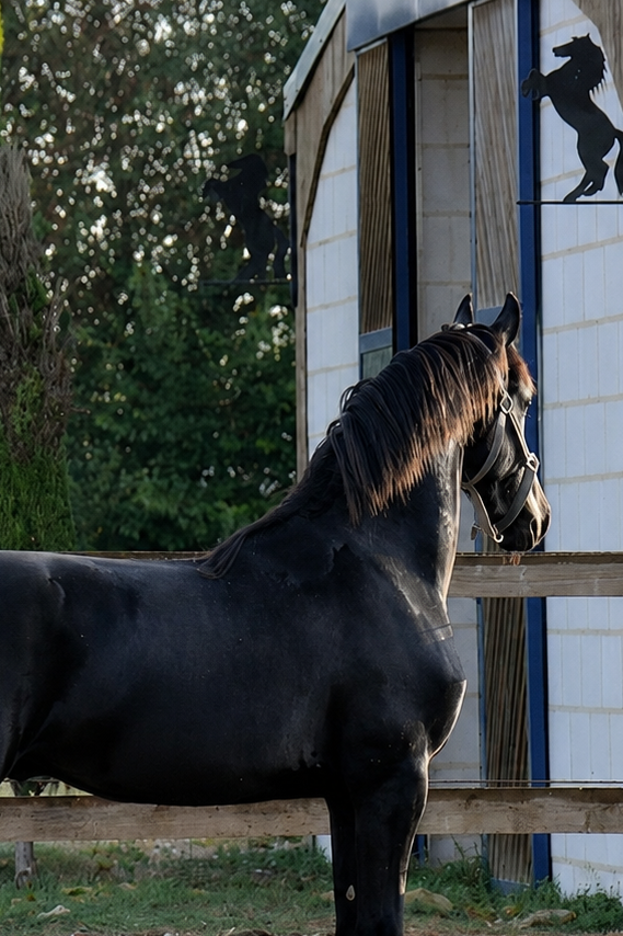 Cheval frison au Haras du Graffard